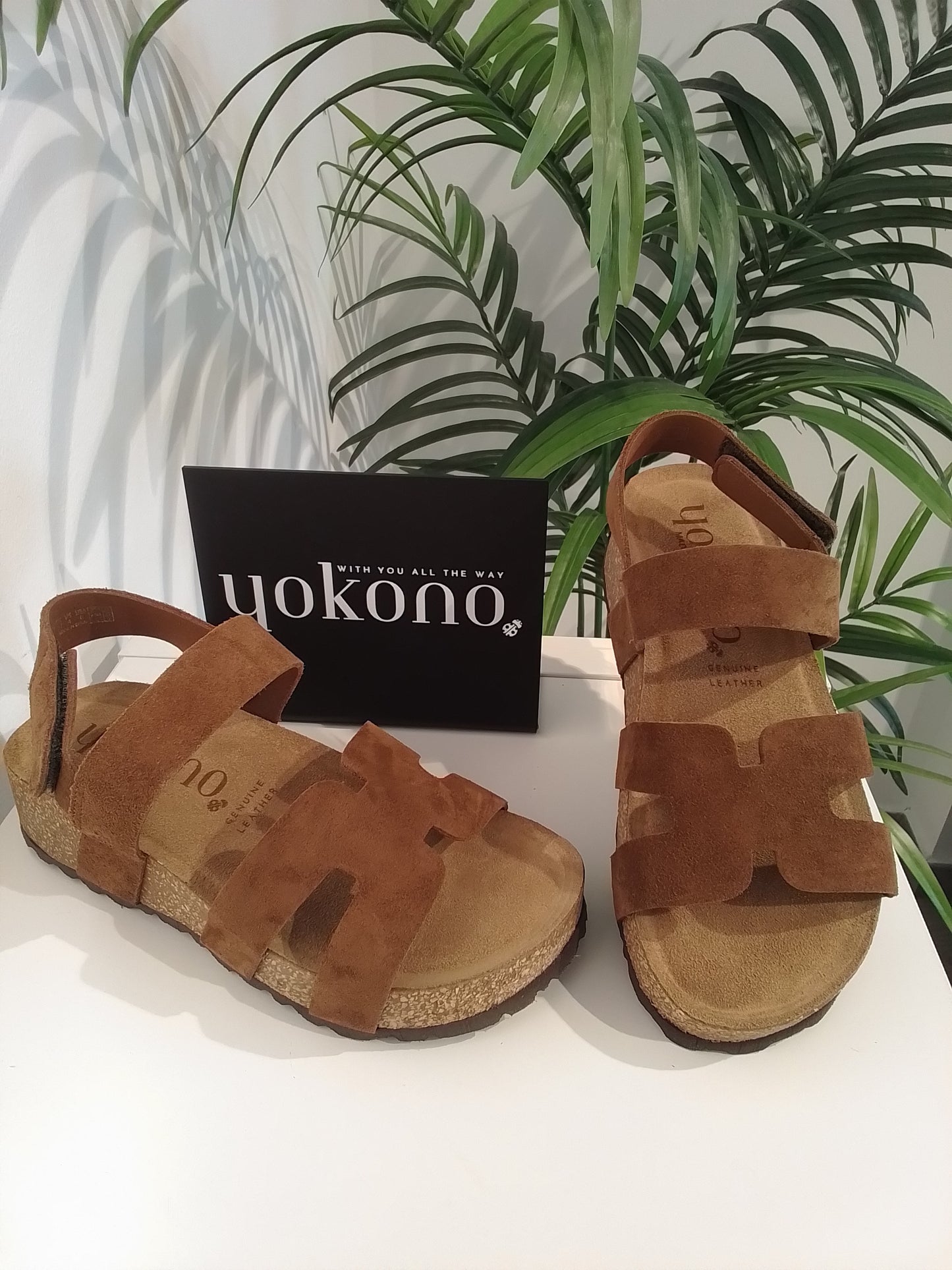 WIWI262 CASTAÑA YOKONO