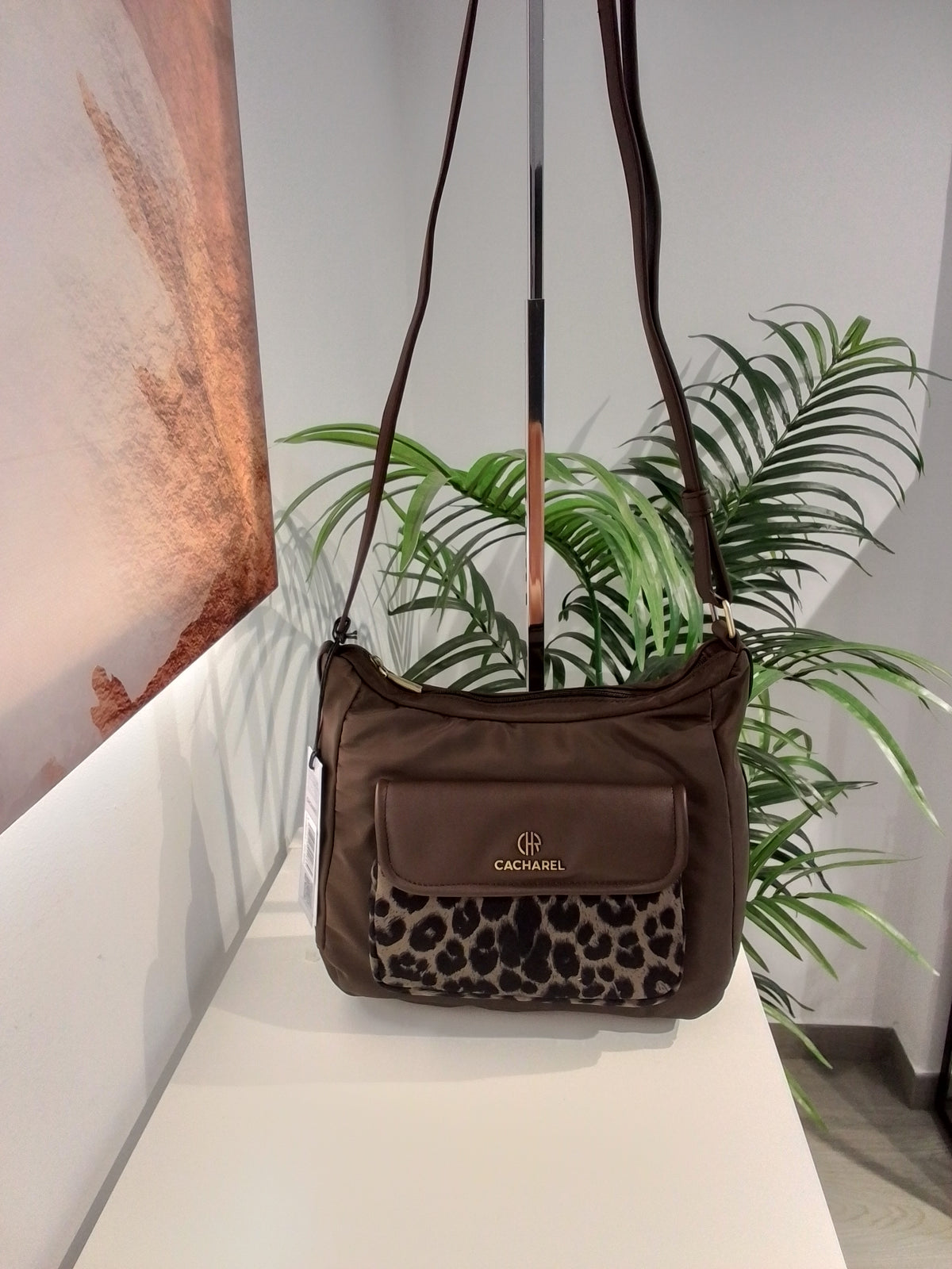 CP262072 MOKA CACHAREL